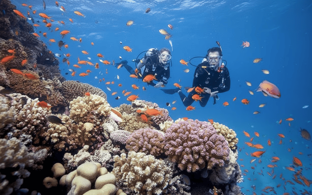 Rặng san hô đầy rực rỡ tại Côn Đảo